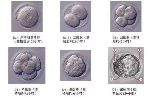 4bc囊胚着床率