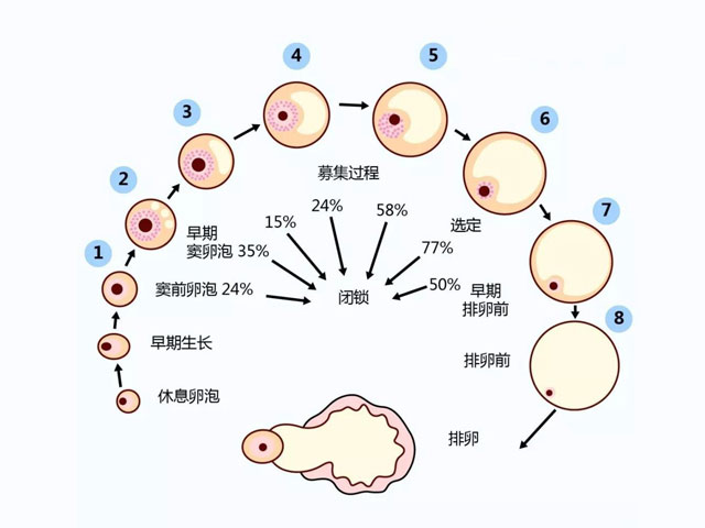 卵泡发育