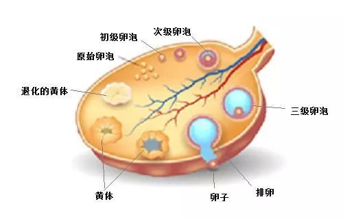 卵泡黄素化