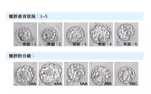 3bc的囊胚质量怎么样