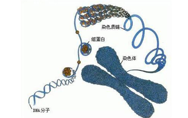 16号染色体